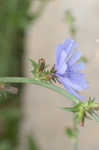 Chicory